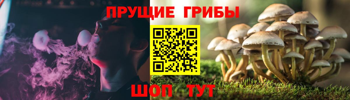 Галлюциногенные грибы Psilocybe Зеленогорск